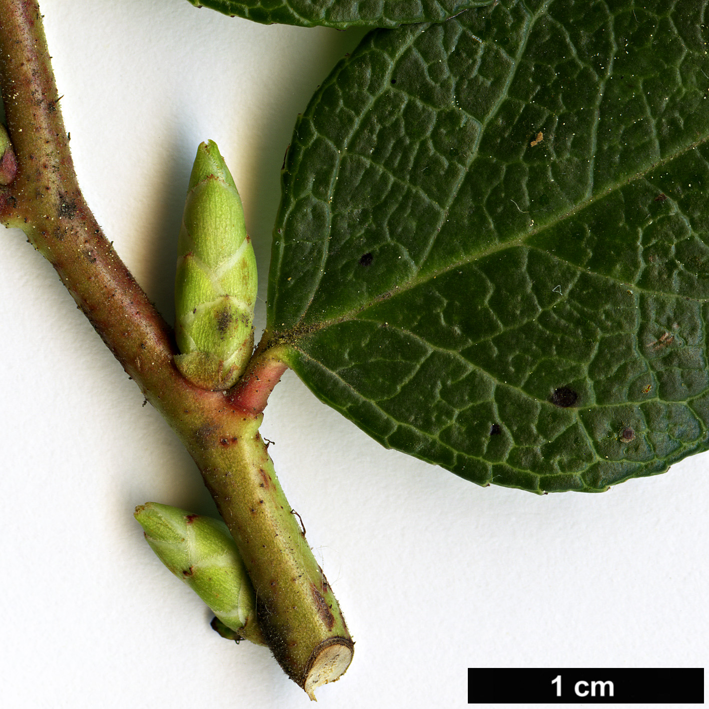High resolution image: Family: Ericaceae - Genus: Gaultheria - Taxon: ×wisleyensis - SpeciesSub: ‘Wisley Pearl’ (G.mucronata × G.shallon)